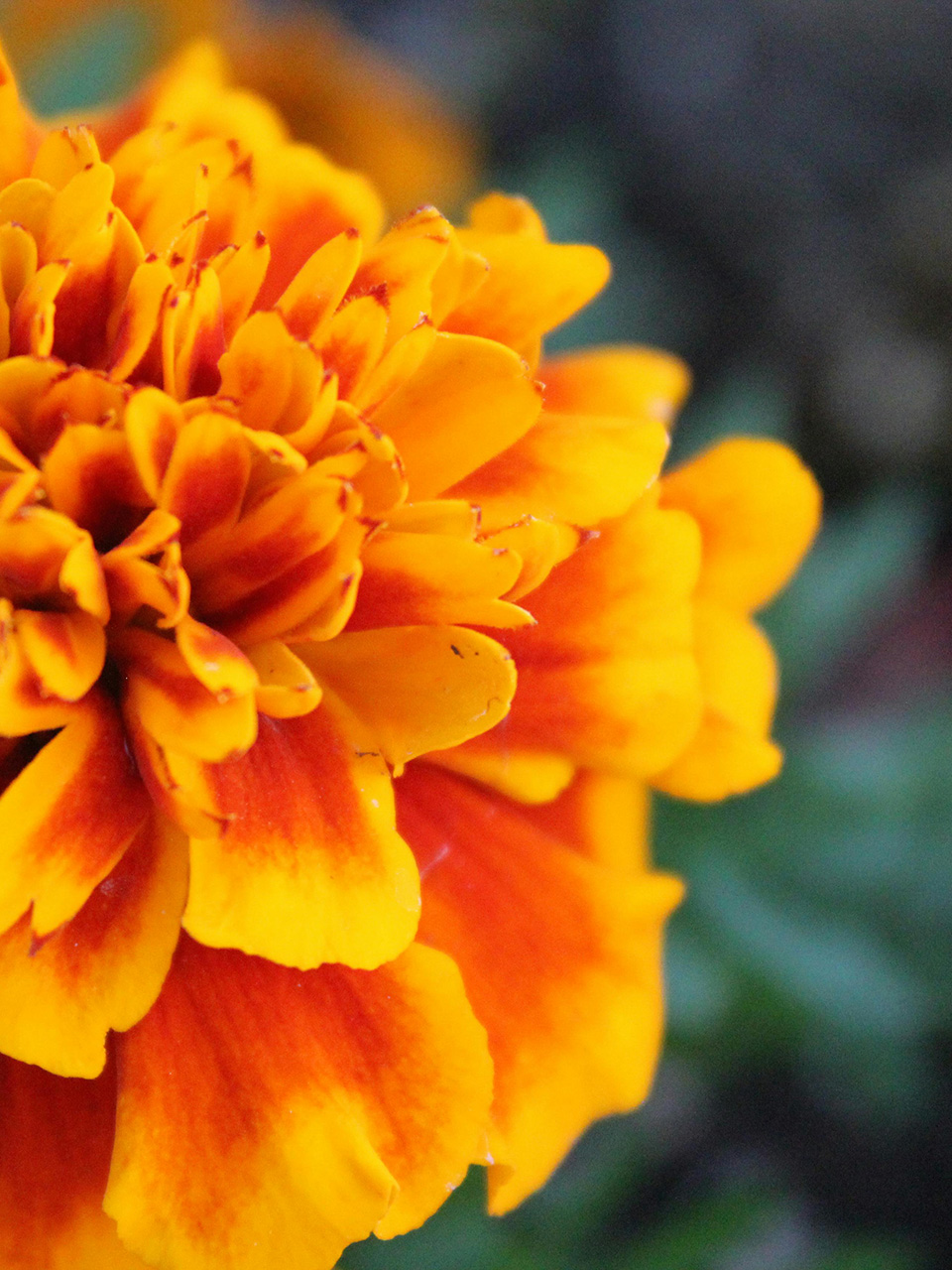 uniquepels-pomata-calendula_3